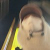 鲁