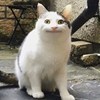 静香