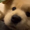 下辈子当有钱人家的狗狗
