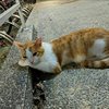 yulinyeh1230