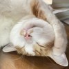 Ji