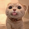 yo_zhen