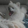 艾家犬