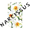 The Narcissus