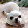 丸