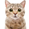猫昵