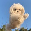 海鲜狗勾