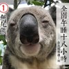 Sleepy Koala