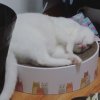 叶耶耶