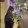 芸芸