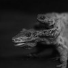 lissotriton