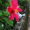 朱槿花