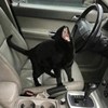 猫猫虎