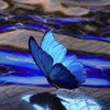 BUTTERFLY demo