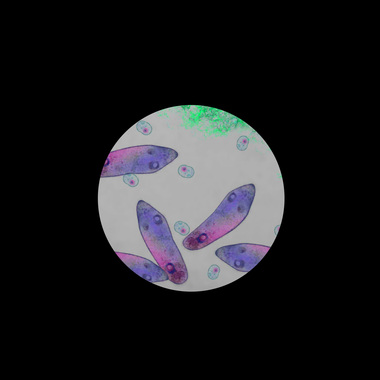 如果我是一只草履虫ＤＥＭＯ