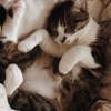 GOMATHECUTER