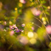 Wonderland