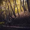 The Forest