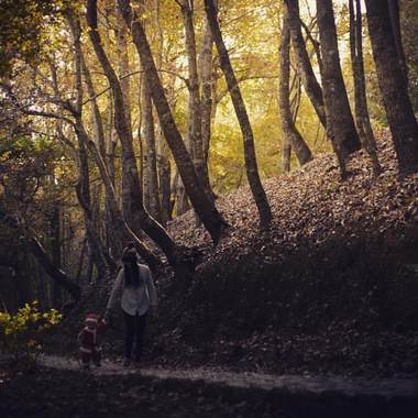 The Forest