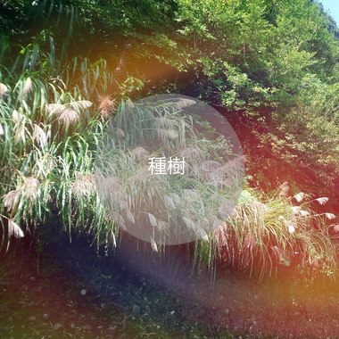《种树》（Demo）