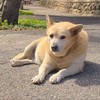 校有狗狗社