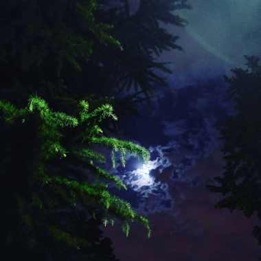 Poet by Night