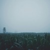信仰之野（雷雨版）