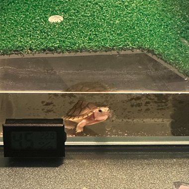 单眼皮男孩 feat. Et打呼