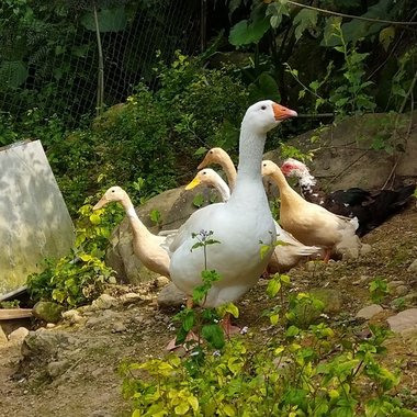 鹅