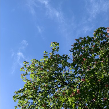 🌼🌿🌷