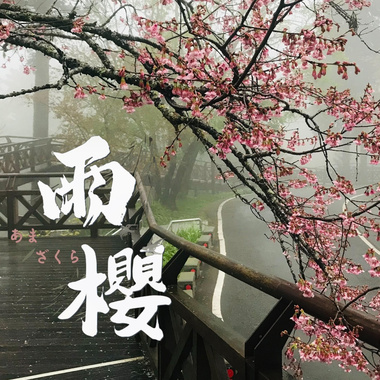雨樱 Ama Zakura