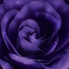 Eternal Flower