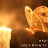 Karot卡洛特-飞蛾扑火
