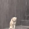 大雨