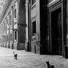 野猫