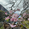 繁花