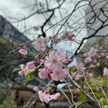 繁花