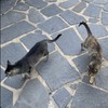 猫咪玩具