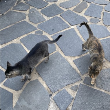猫咪玩具