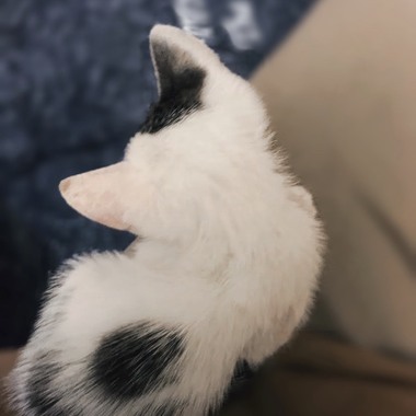带我ㄉ猫咪看一场脱口秀