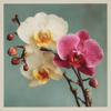 当我们再次盛开 | When We Bloom Again