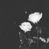 诗 Poems （0.95GB）
