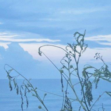 CIRCLES 死循环 (demo) W/ Cyy