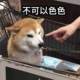 乒乓