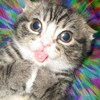 TF IS THAT - Demo