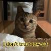 I don't trust my cat. Demo