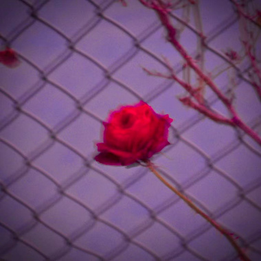 如果你也愿意听我的歌就好了