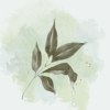 眼看爱情就要来了