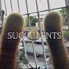 Ÿeh, ChengHao - Succulents