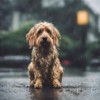The Rain Knows